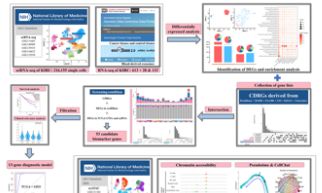 SXR202305010C+影响因子8+利用血源性外泌体中的转录组学信息和肿瘤微环境中的单细胞多组学数据构建 KIRC 诊断模型