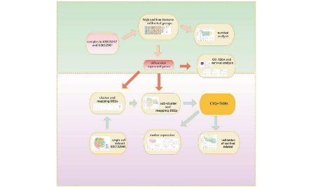 SXR2023030023C_一读就懂一学就会的8+单细胞结合组织分析思路介绍
