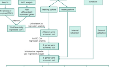 SXR202305018C+铁死亡新玩法