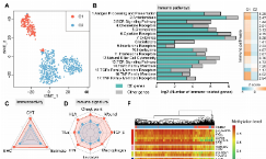 SXR202304031C - 胶质母细胞瘤lncRNA甲基化与转录组联合分析