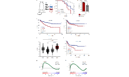 SXR2023040008C_jing_CAFs与化疗耐药又双叒叕发了NC