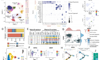 SXR202305021C - 8+bulk结合单细胞公共数据库挖掘纯生信