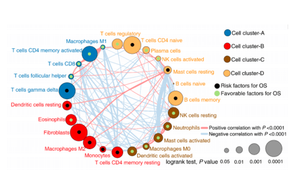 肿瘤微环境分型及预后